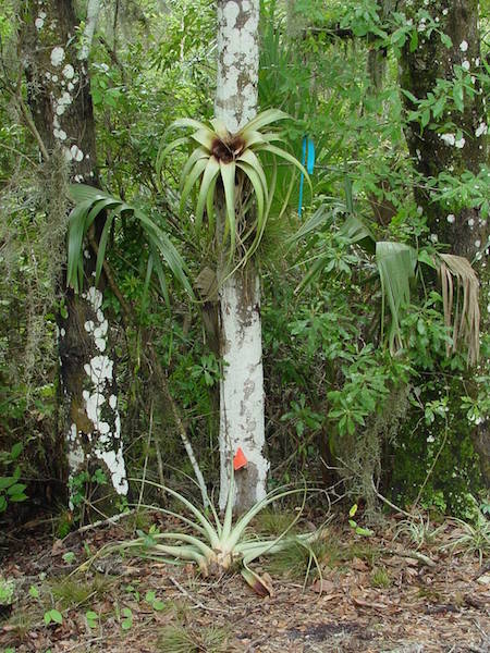 Tillandsia utriculata killed by weevil