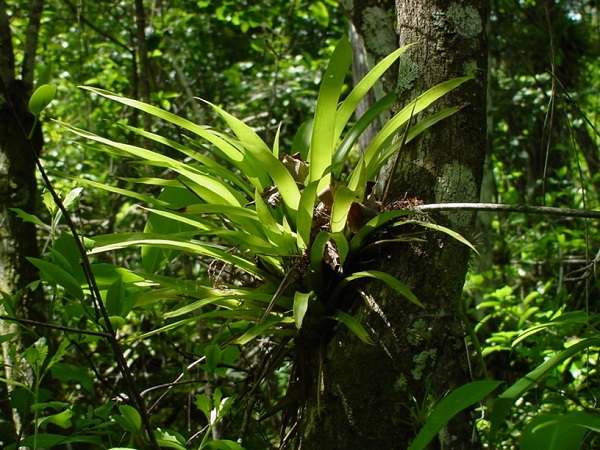 Guzmania monostachia