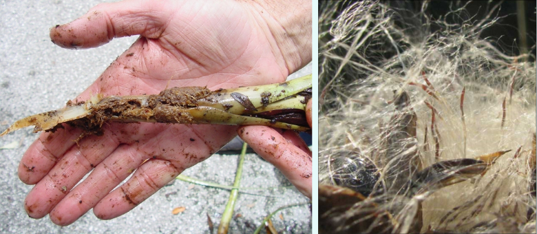 weevil pupal chambers in an inflorescense