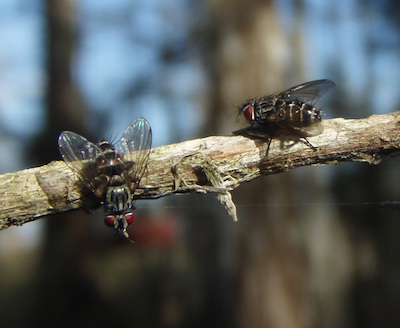 lixadmontia franki or franki fly