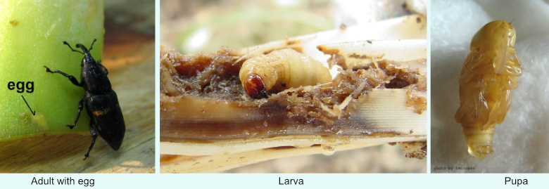 Metamasius callizona life stages