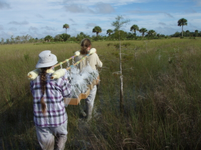 spats Big Cypress