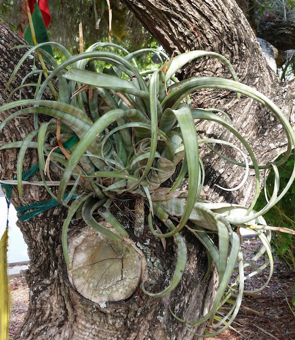 Tillandsia flexuosa