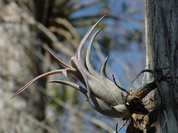 Tillandsia paucifolia