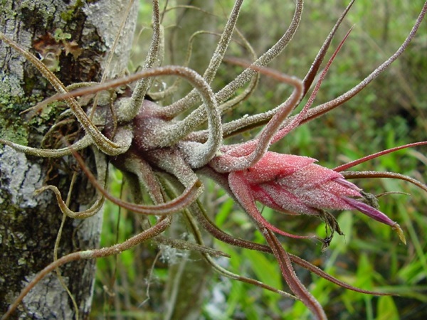 Tillandsia pruinosa