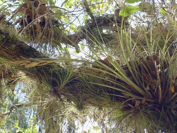 Tillandsia simulata