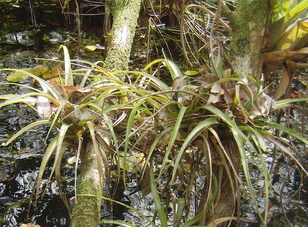 Tillandsia variabilis